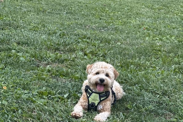 Bark Park of Old Bridge photo 1
